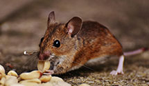 24 Hour & Emergency Exterminators in East Carolina Univ, NC